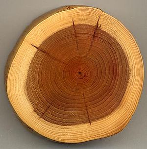 A section of a Yew branch showing 27 annual growth rings, pale sapwood and dark heartwood, and pith (centre dark spot). The dark radial lines are small knots.